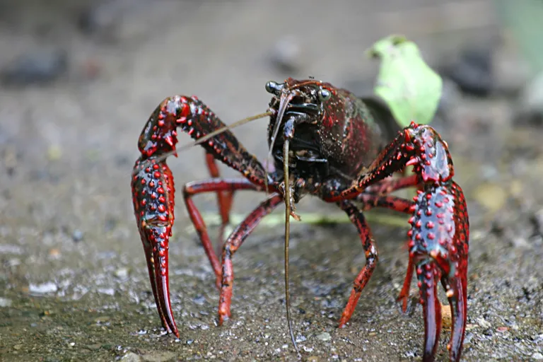 L’invasione del gambero rosso devasta i fiumi italiani: così il crostaceo alieno cancella la vita acquatica dal Garda a Roma