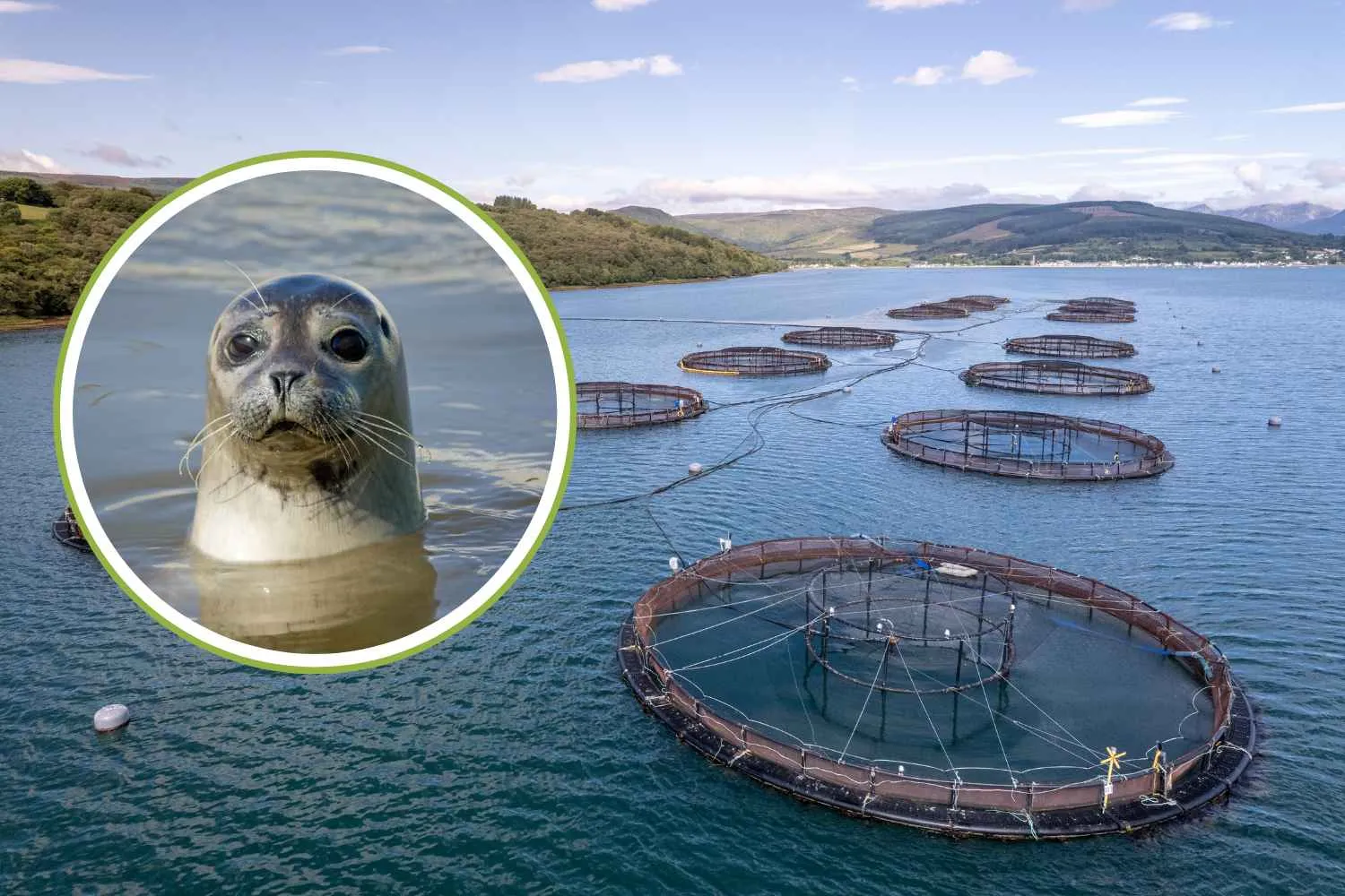 La "guerra" nascosta dietro gli allevamenti di salmone: usati oltre 150mila esplosivi per allontanare le foche in Tasmania