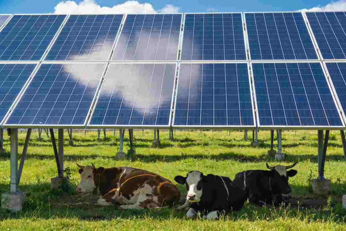 Agrivoltaico, gli indirizzi operativi della Campania