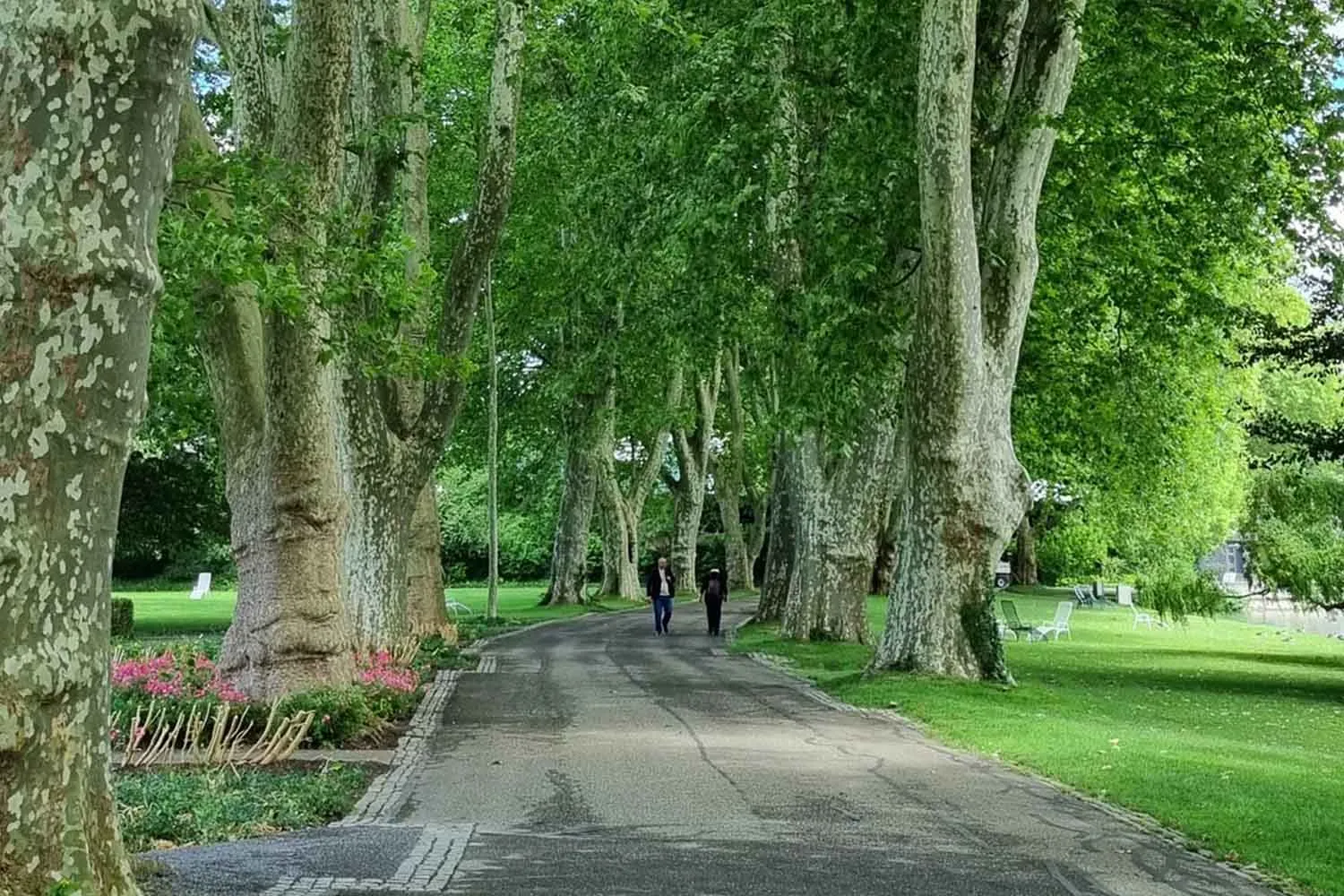 Alberi in città per migliorare la qualità dell'aria: non tutti lo fanno allo stesso modo. Lo studio che rivela le specie più adatte