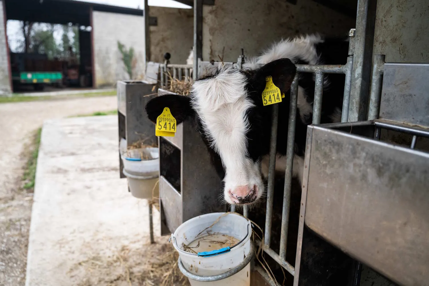 Latte e formaggi, c'è un costo nascosto che paghiamo tutti: 25 miliardi di euro l’anno di danni ambientali